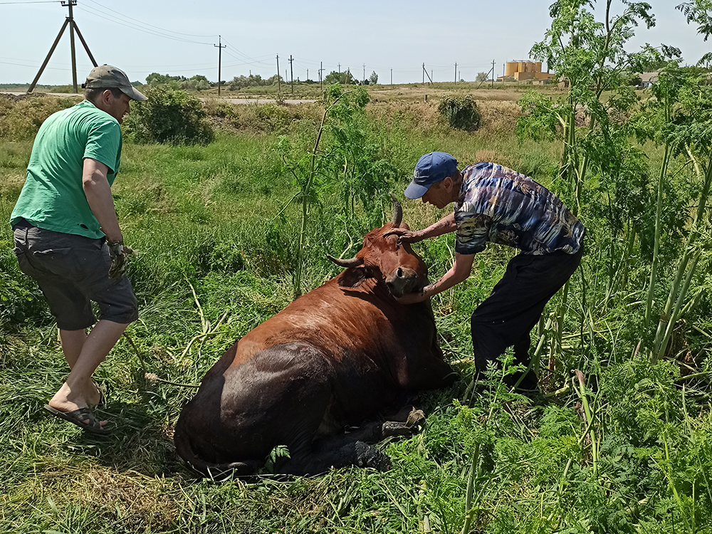 В Баштанке спасали корову - провалилась в очистной колодец (ФОТО) 5