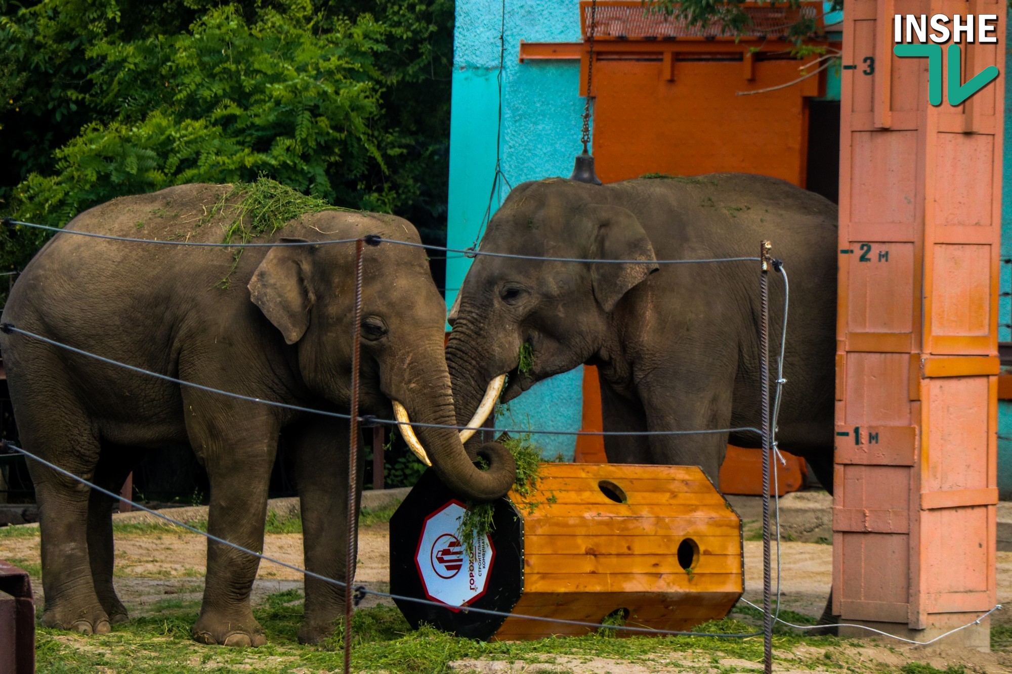 Жить стало веселей: слонам в Николаевском зоопарке подарили большую игрушку (ФОТО, ВИДЕО)