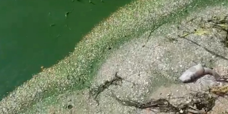 «Вода, как краска с токсичным запахом»: николаевец заявил о катастрофе в селе Новобогдановка (ВИДЕО)