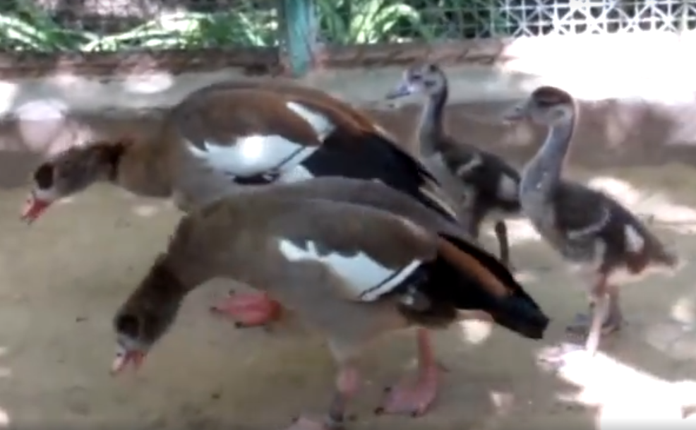 У пары нильских гусей из Николаевского зоопарка пополнение, горожан приглашают посмотреть на малышей (ВИДЕО) 1