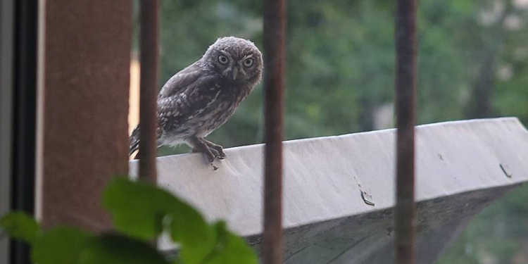 Семья  домовых сычиков поселилась во  дворе николаевской мэрии и заглядывает в окна (ФОТО)