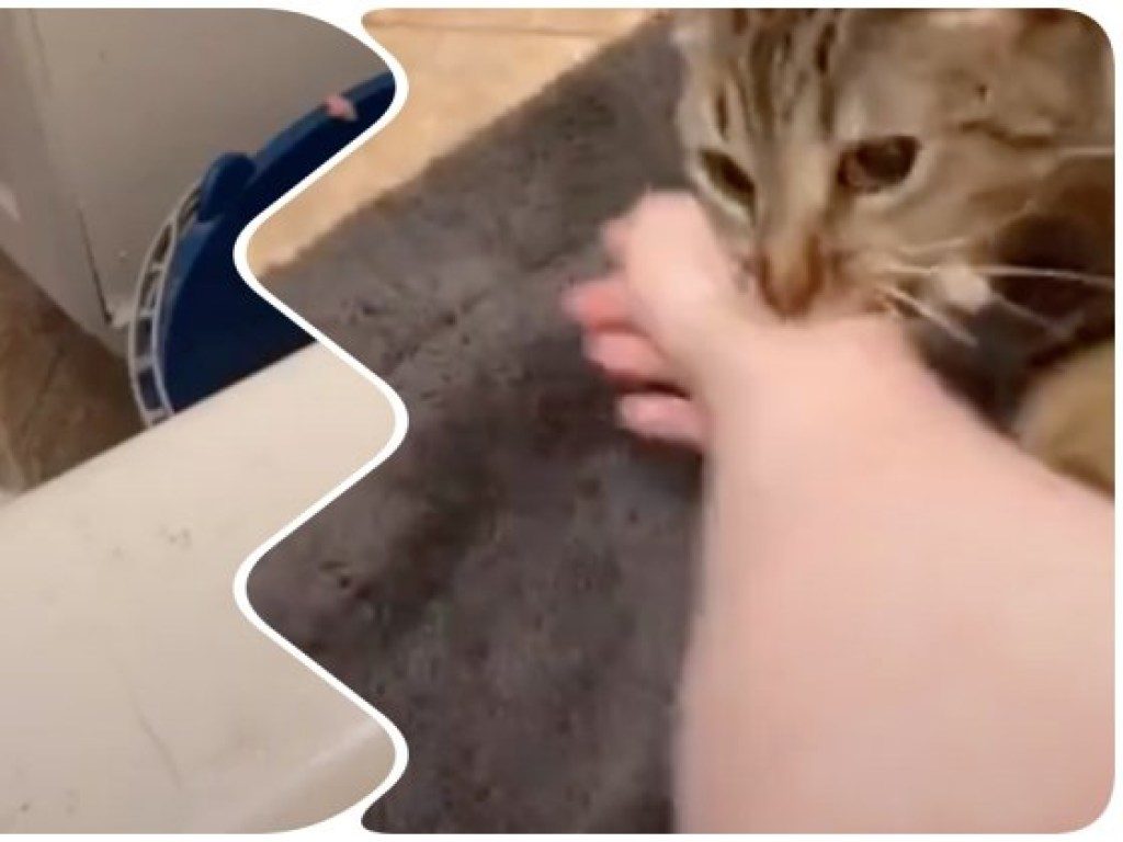 Взятая из приюта кошка бросилась спасать хозяйку в ванной (ВИДЕО) 1