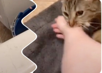 Взятая из приюта кошка бросилась спасать хозяйку в ванной (ВИДЕО)