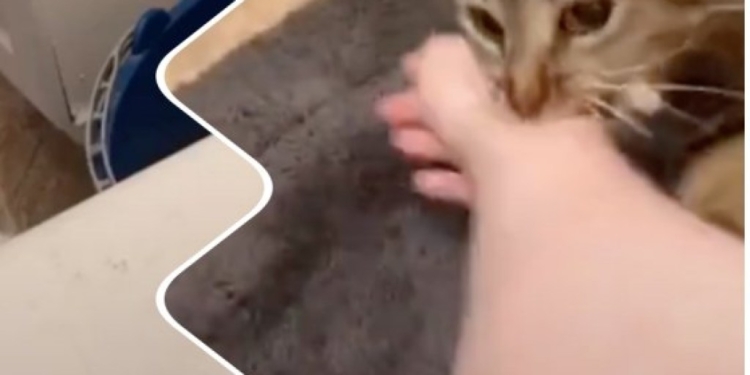 Взятая из приюта кошка бросилась спасать хозяйку в ванной (ВИДЕО)