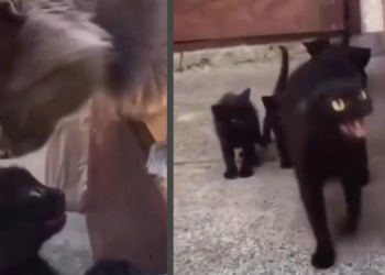 Материнская ярость: когда кошке показалось, что кот обидел ее малыша (ВИДЕО)