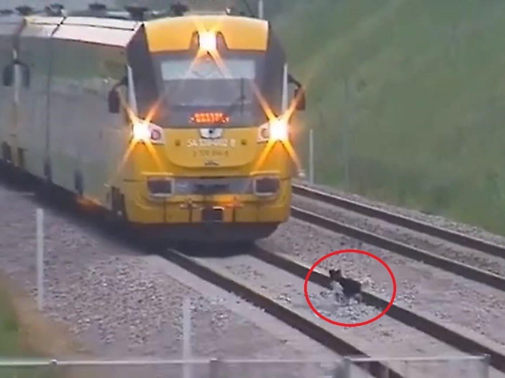 Упрямый пес не уступил дорогу поезду и заставил машиниста сбросить скорость (ВИДЕО) 1