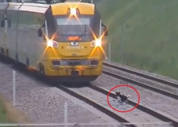 Упрямый пес не уступил дорогу поезду и заставил машиниста сбросить скорость (ВИДЕО)