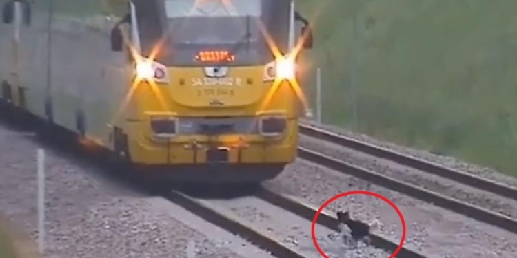 Упрямый пес не уступил дорогу поезду и заставил машиниста сбросить скорость (ВИДЕО)