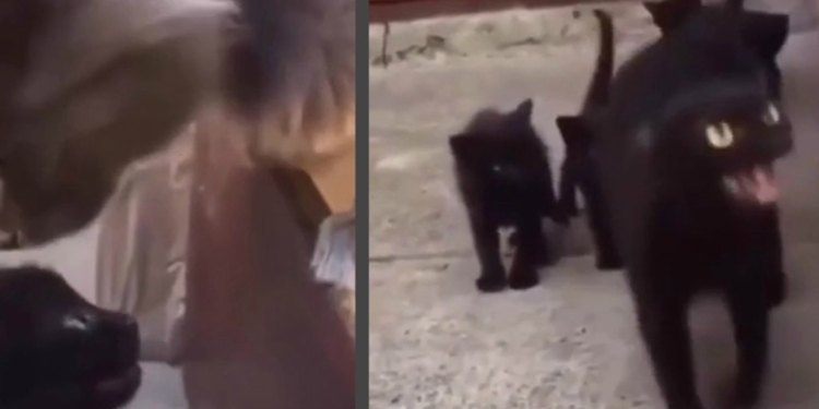 Материнская ярость: когда кошке показалось, что кот обидел ее малыша (ВИДЕО)