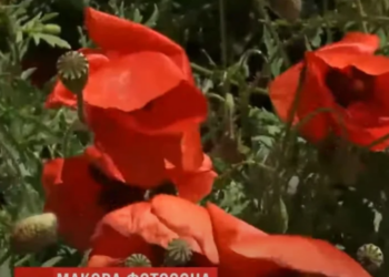 Фермерское поле под Николаевом стало бесплатной фотозоной (ВИДЕО)