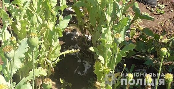 На Николаевщине местный житель «для собственного потребления» выращивал почти полтысячи кустов мака и конопли (ФОТО)