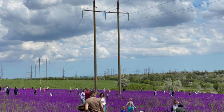 В Одесской области любители фотосессий за неделю вытоптали ярко-фиолетовое поле дельфиниума (ФОТО)