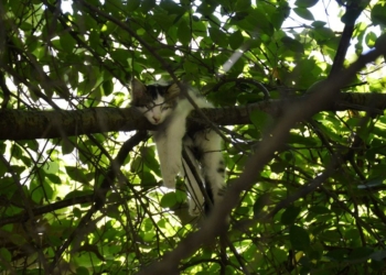 Завтра в Украине без осадков, температура до +29
