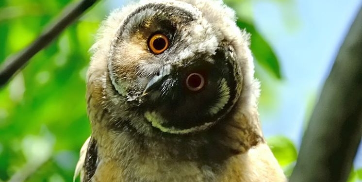 В Николаеве возле Центрального стадиона сфотографировали выводок ушастой совы (ФОТО)