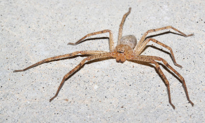 Новый род гигантских пауков назван в честь Греты Тунберг 1