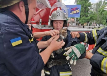 В Николаеве для спасения котенка перекрывали улицу (ФОТО)