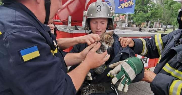 В Николаеве для спасения котенка перекрывали улицу (ФОТО)