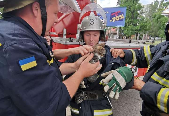 В Николаеве для спасения котенка перекрывали улицу (ФОТО) 13