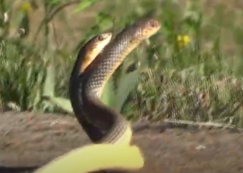 Снято в Николаеве! Брачные игры желтобрюхих полозов. Уникальные кадры (ВИДЕО)