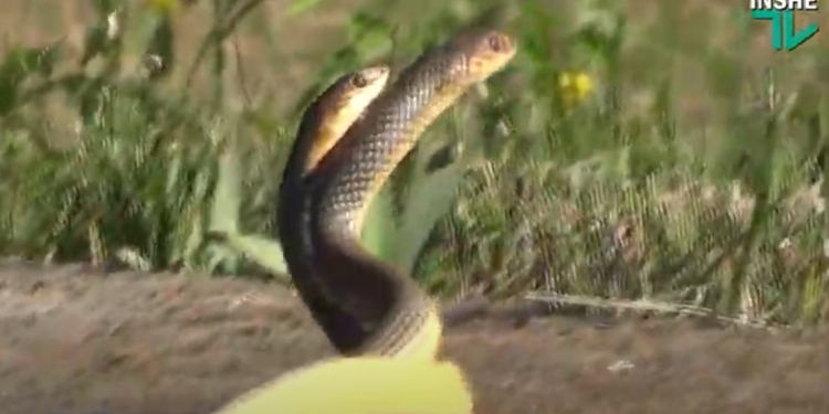 Снято в Николаеве! Брачные игры желтобрюхих полозов. Уникальные кадры (ВИДЕО)