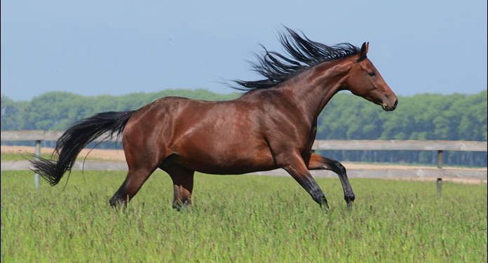 В Николаеве молдаванин свел породистого коня с конноспортивной базы. Теперь вора принудительно приведут в суд