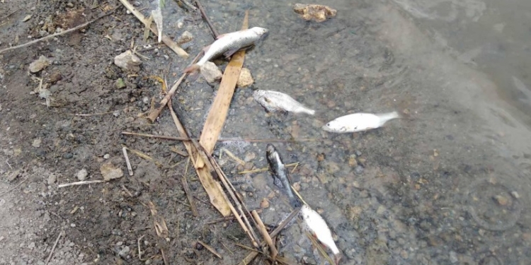 На Николаевщине – очередной замор рыбы: теперь в Березнеговатском районе