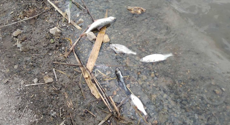 На Николаевщине - очередной замор рыбы: теперь в Березнеговатском районе 1