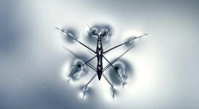 В словацкой Братиславе начали бороться с комарами с помощью «биологического оружия»