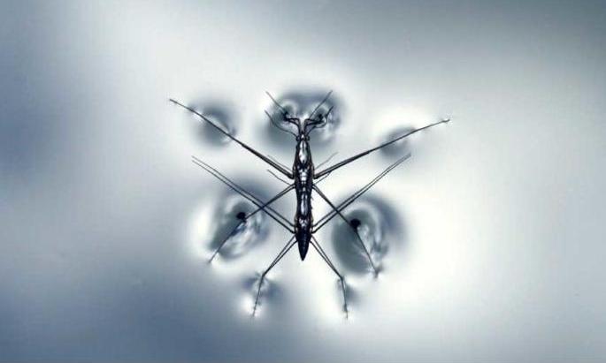 В словацкой Братиславе начали бороться с комарами с помощью «биологического оружия» 1