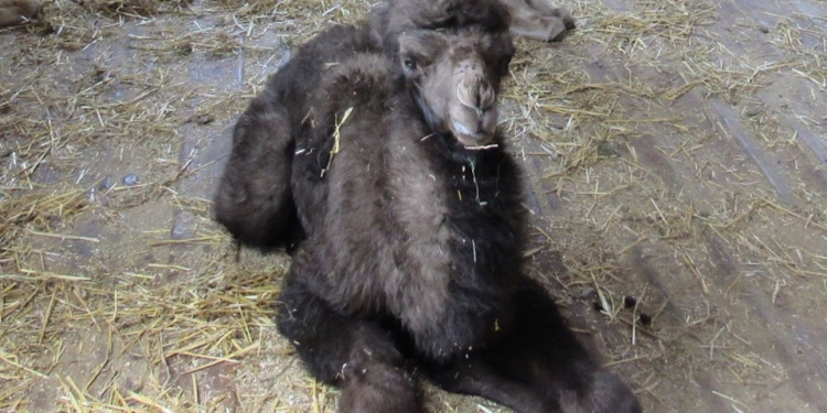 В Николаевском зоопарке родился верблюжонок (ФОТО)