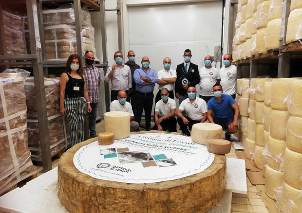 Головка сыра весом почти 600 кг: в Италии побили прошлогодний рекорд по изготовлению пекорино (ВИДЕО) 1