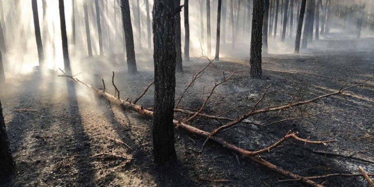 Выгорело 4 тыс.кв.м подстилки: спасатели потушили пожар в Матвеевском лесу под Николаевом (ФОТО)