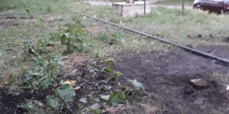 Не только в Николаеве: в Первомайске спилили четыре вечнозеленых дерева, чтобы поставить торговый павильон