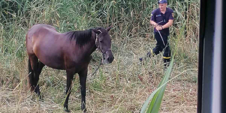 Сгорела бы животина: пожарные Николаевщины спасли коня (ФОТО)
