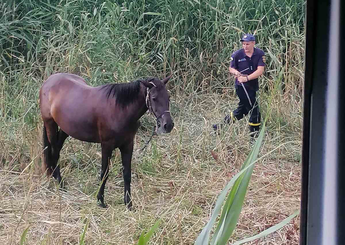 Сгорела бы животина: пожарные Николаевщины спасли коня (ФОТО)