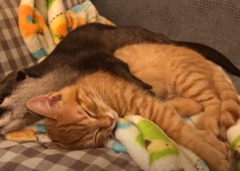 Любовь к рыбе их связала? Как подружились выдра и кошка (ВИДЕО)