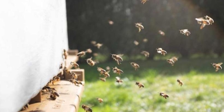 Словения готова подарить всем странам Европы пчел