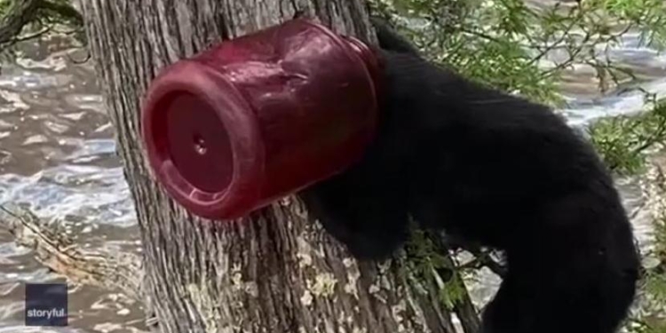Чтобы снять с головы медвежонка пластиковую банку, канадцам пришлось лезть за «пленником» на дерево (ВИДЕО)