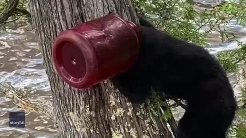 Чтобы снять с головы медвежонка пластиковую банку, канадцам пришлось лезть за «пленником» на дерево (ВИДЕО) 1