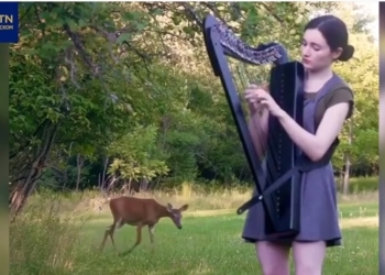 Почти по Диснею: в Канаде олень вышел из леса на мелодию арфы (ВИДЕО)