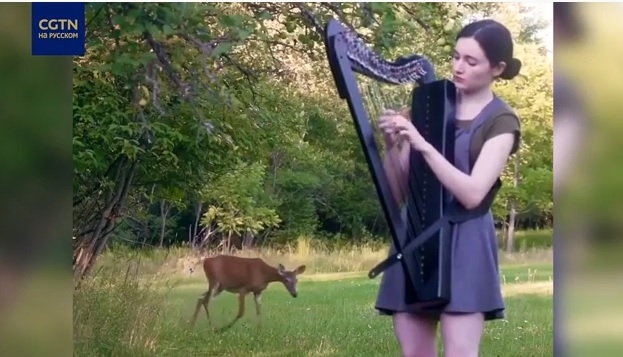 Почти по Диснею: в Канаде олень вышел из леса на мелодию арфы (ВИДЕО)