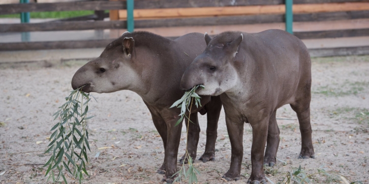 «Муж взаймы»: Николаевский зоопарк передал в «Фельдман Экопарк» на время самца тапира
