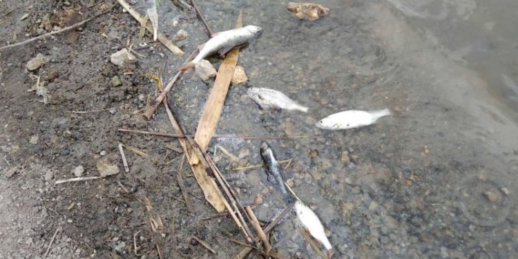 Замор рыбы на реке Висунь: в ГЭИ в Николаевской области считают, что из-за слишком низкой концентрации растворенного кислорода