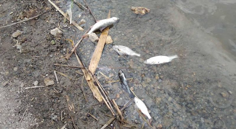 Замор рыбы на реке Висунь: в ГЭИ в Николаевской области считают, что из-за слишком низкой концентрации растворенного кислорода 1