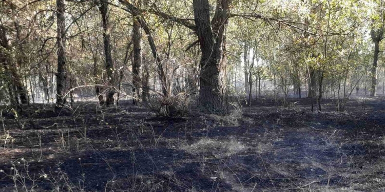 На Николаевщине опять горел лес (ФОТО)