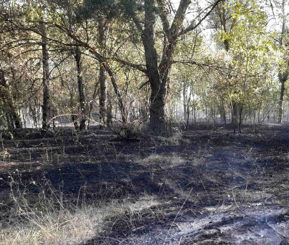 На Николаевщине опять горел лес (ФОТО) 1