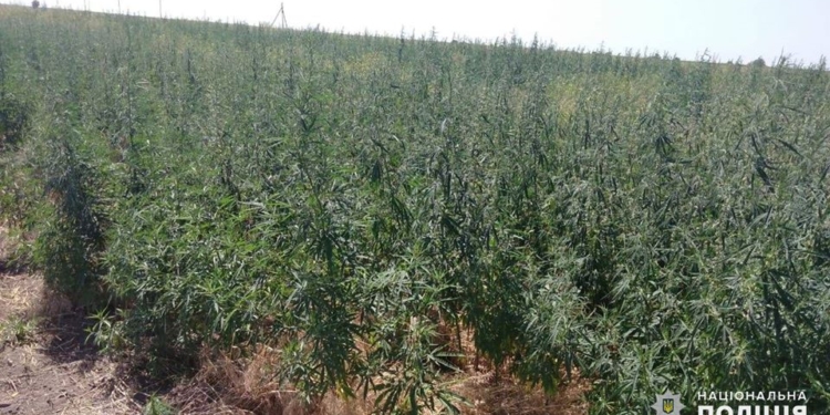 На Николаевщине обнаружили целую плантацию конопли – росла на поле среди ячменя (ФОТО)