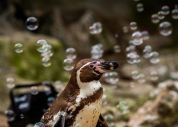 Пингвинам в британском зоопарке установили генератор мыльных пузырей, чтобы они не скучали (ВИДЕО)