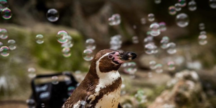 Пингвинам в британском зоопарке установили генератор мыльных пузырей, чтобы они не скучали (ВИДЕО)