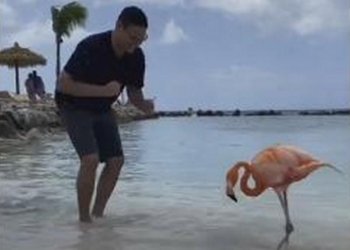 «Розовый фламинго здесь танцевал когда-то»: мужчина станцевал сальсу с необычным партнером на Ренессансе (ВИДЕО)